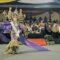 Grand Carnival JFC