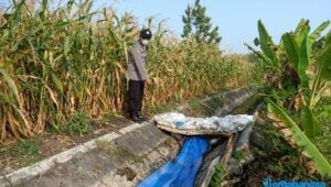 Bikin Penasaran, Didekati, Ternyata Mayat di Persawahan Jombang