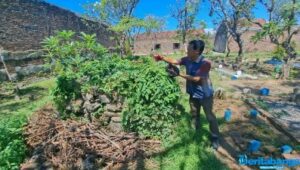 Makam Sarip Tambakoso, Robin Hood Versi Masyarakat Sidoarjo Ditemukan