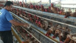 Harga Telur Tembus Rp30 Per Kilogram di Pasaran Jombang
