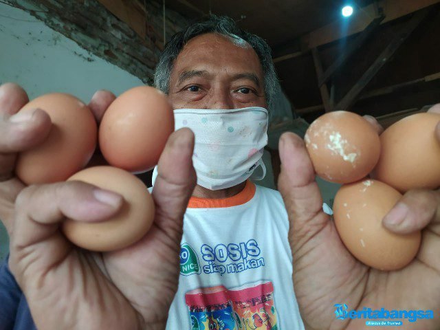 Pedagang Telur