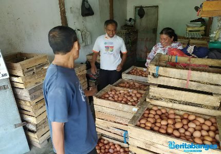 Pedagang telur