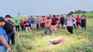 Cari Rumput, Warga Jombang Temukan Mayat Perempuan Telanjang di Sawah