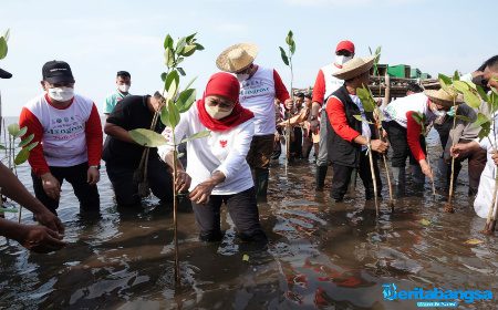 Mangrove
