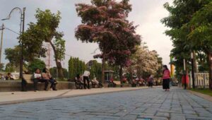 Tabebuya Bermekaran di Alun-alun Jombang, Terasa di Jepang