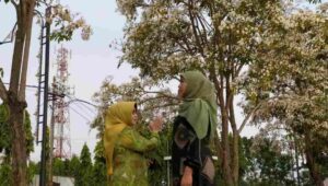 Gubernur Khofifah Nikmati Indahnya Tabebuya di Jombang, Bak di Negeri Sakura