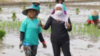 Kok Bisa NTP Petani Jatim Naik, Indikator Apa ?
