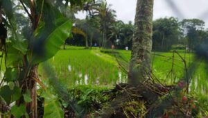 Petani Menjerit, Pupuk Subsidi Hilang di Pasaran