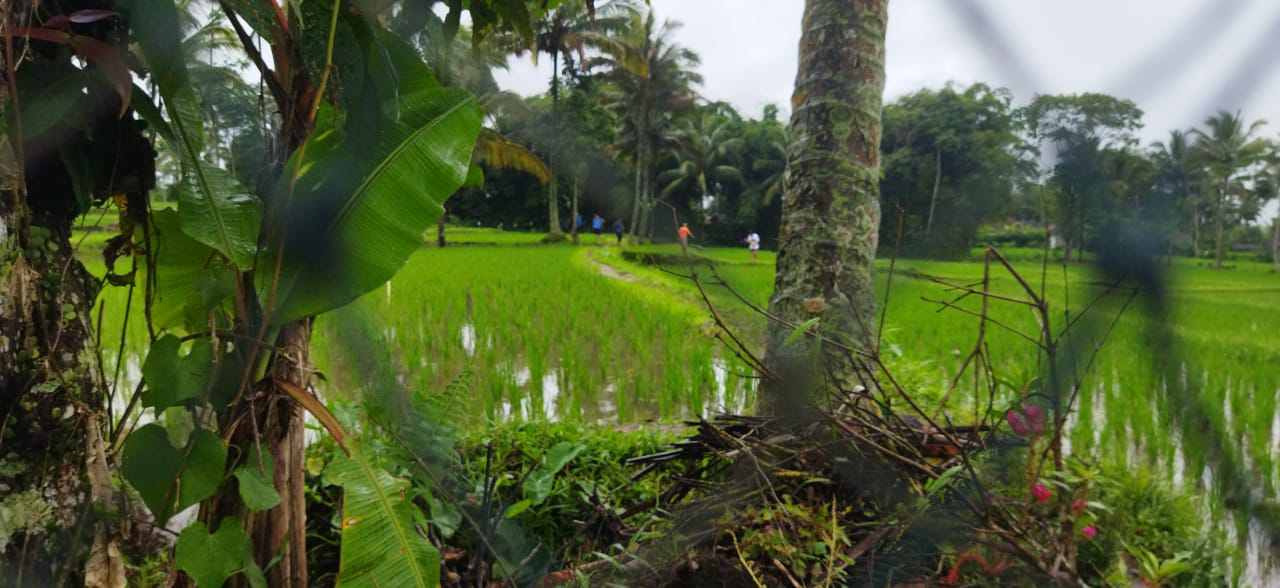Lahan petani