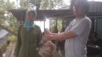 Pemdes Sukau Kayo Bagikan Ternak Ayam