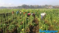 Harga Tinggi, Petani Tembakau Tersenyum
