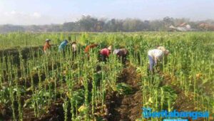 Harga Tinggi, Petani Tembakau Tersenyum