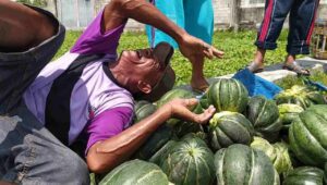 Curah Hujan Tinggi, Petani Blewah di Jombang Menjerit