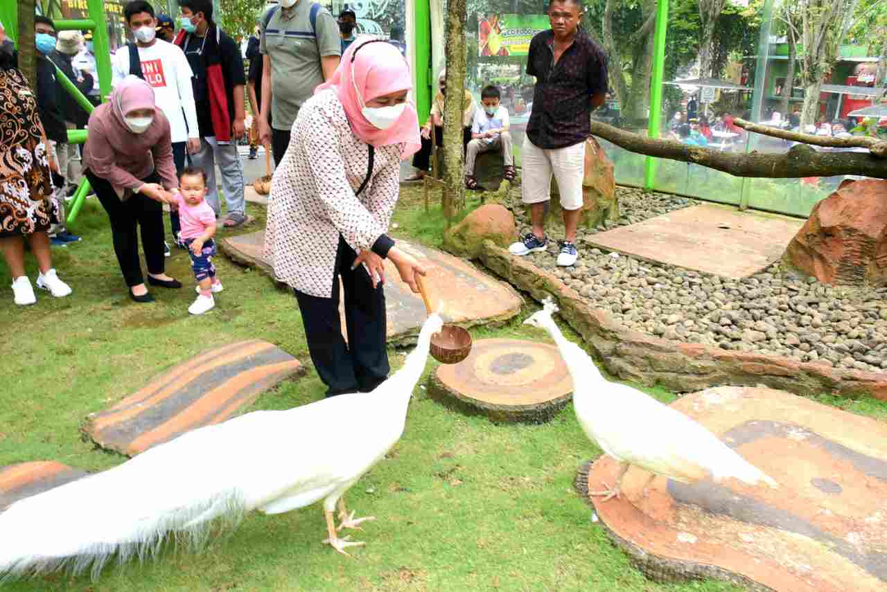 Khofifah dan Satwa