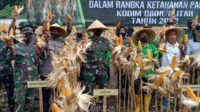 Perkuat Ketahanan Pangan, Kodim 0808 Blitar Panen Jagung