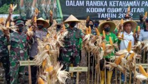 Perkuat Ketahanan Pangan, Kodim 0808 Blitar Panen Jagung