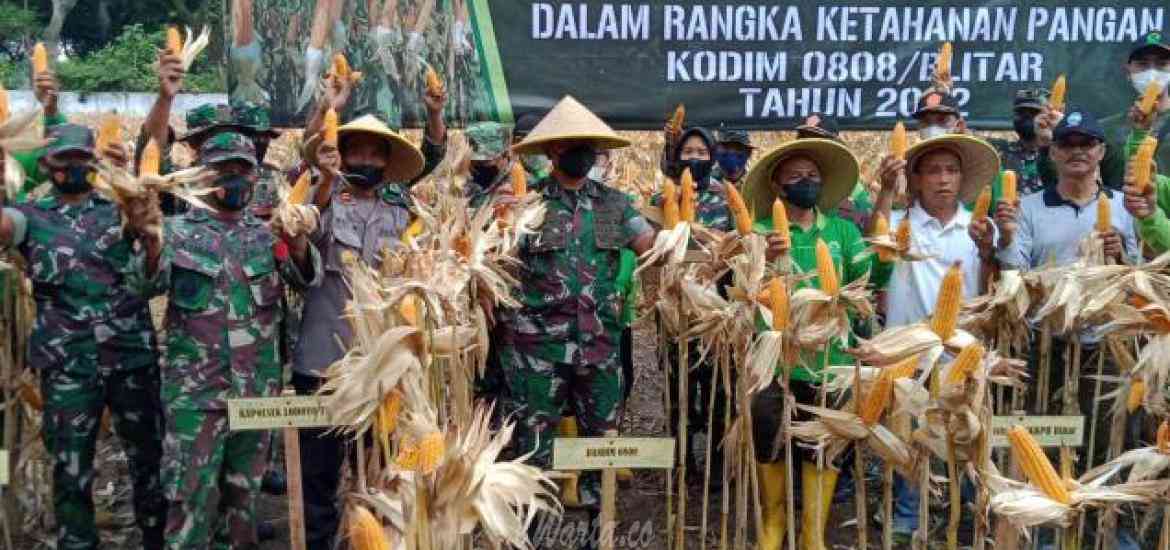 Panen Jagung