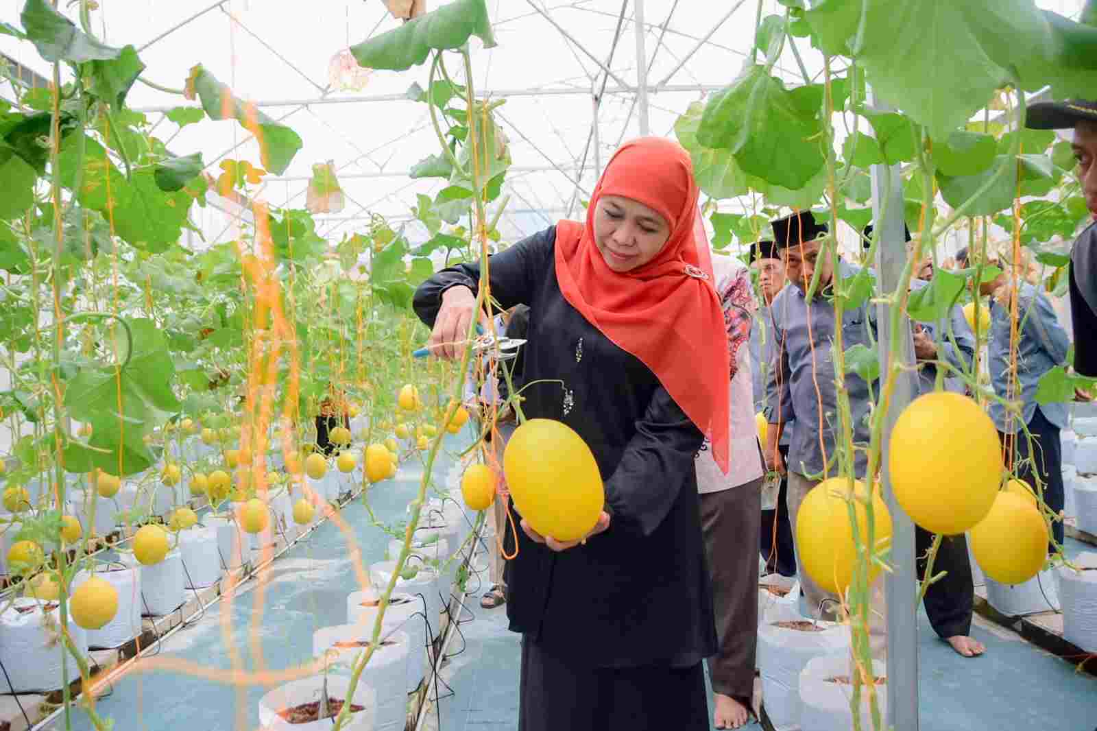 Green House