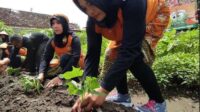 Tanam Ubi Jalar Cegah Inflasi, Inilah Strategi Wali Kota Blitar