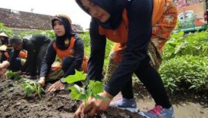Tanam Ubi Jalar Cegah Inflasi, Inilah Strategi Wali Kota Blitar