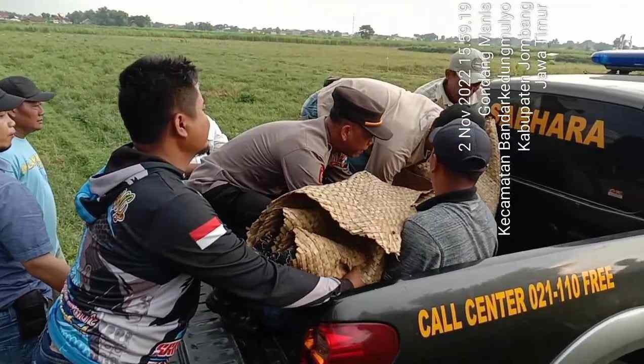duda pencari rumput