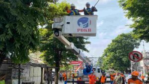 Momentum K3 Nasional, Bupati Jember Gelar Perempesan Pohon Serentak