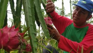 Senyum Lebar Petani Buah Naga di Jombang, Jelang Imlek Banjir Permintaan