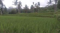 Pupuk Bersubsidi