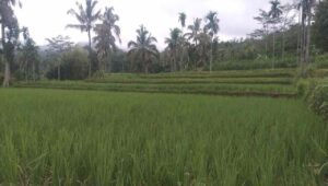 Terungkap di Pansus, Petani di Bondowoso Terancam Tak Dapat Pupuk Subsidi 2023