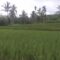 Pupuk Bersubsidi