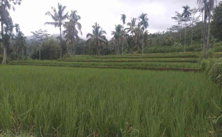 Pupuk Bersubsidi
