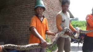 Sering Mangsa Hewan Ternak, Ular Sanca Kembang Berukuran 4 Meter Ditangkap Warga Jombang