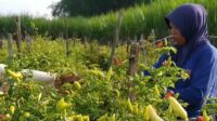 Harga Cabai di Jombang Tembus 50 Ribu Per Kilogram