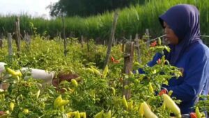 Harga Cabai di Jombang Tembus 50 Ribu Per Kilogram