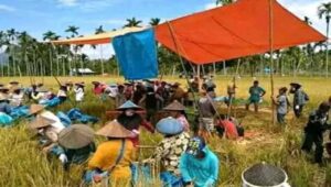 Sejumlah Sentra Gabah Padi Mulai Panen, Harga Gabah Tetap Mahal