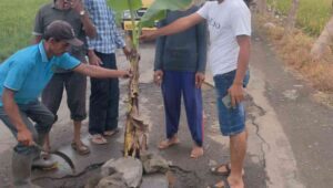 Jalan Rusak Tak Kunjung Diperbaiki, Warga Damarsih Tanami Pohon Pisang