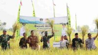 Bupati Blitar Panen Padi Inbrida Bersama Gapoktan Rukun Tani Sentosa di Desa Dadaplango