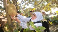 Sambangi Kampung Durian Ngawi, Gubernur Khofifah Dorong Inovasi Frozen Fruit