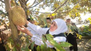 Sambangi Kampung Durian Ngawi, Gubernur Khofifah Dorong Inovasi Frozen Fruit