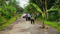 Dijuluki Kota Pisang, Jalan Rusak Ditanami Pohon Pisang