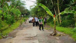 Dijuluki Kota Pisang, Jalan Rusak Ditanami Pohon Pisang