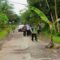 Pohon Pisang