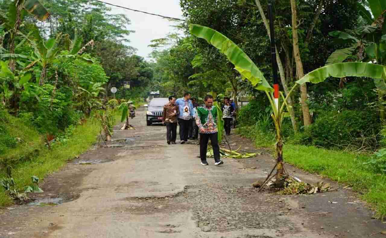 Pohon Pisang