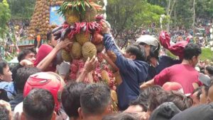 Lautan Manusia Serbu Kenduren 2023 Buah Durian di Jombang