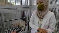 Ada Hotel Kucing di Jombang, Solusi Bagi Pemudik