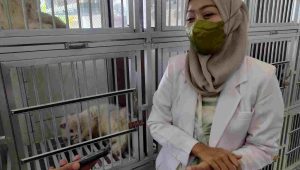 Ada Hotel Kucing di Jombang, Solusi Bagi Pemudik