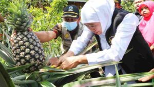 Gubernur Khofifah Bangga, Produksi Kebun Buah di Jember Tembus Pasar Internasional