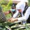 Kebun Buah