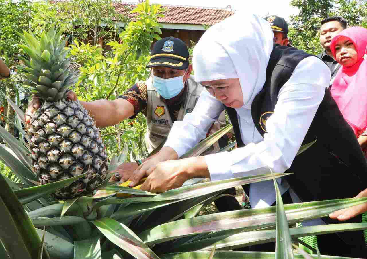 Kebun Buah