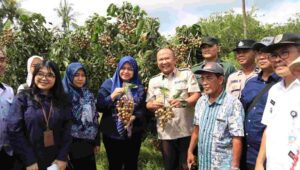 Keren, Kelengkeng Jemsu Jember Selevel Kelengkeng Asal Thailand